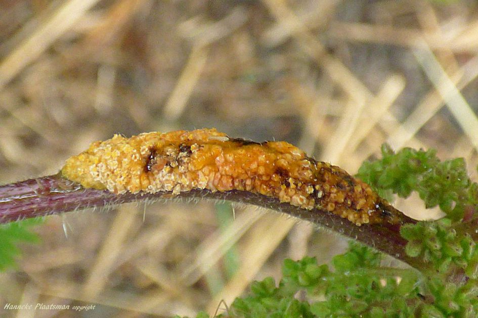 Dit zit op een brandnetel.